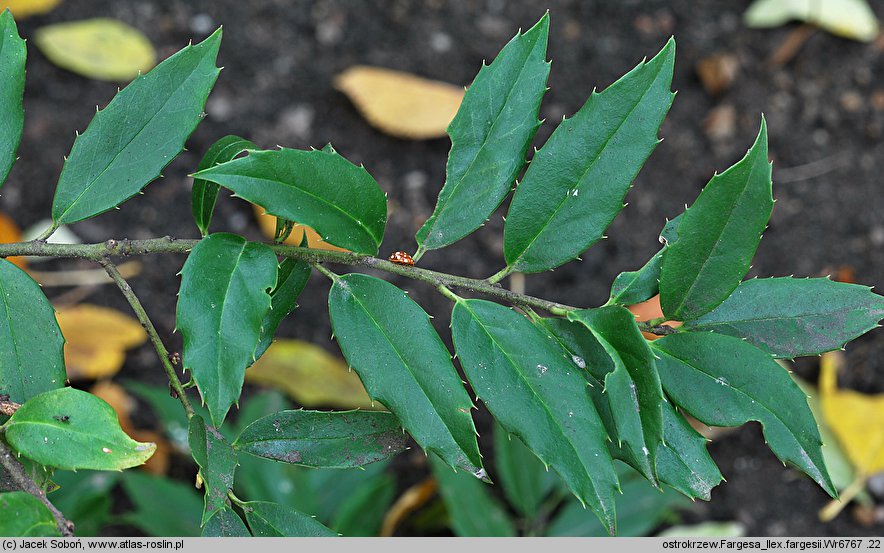 Ilex fargesii (ostrokrzew Fargesa)