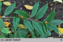 Ilex fargesii (ostrokrzew Fargesa)