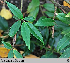 Ilex fargesii (ostrokrzew Fargesa)