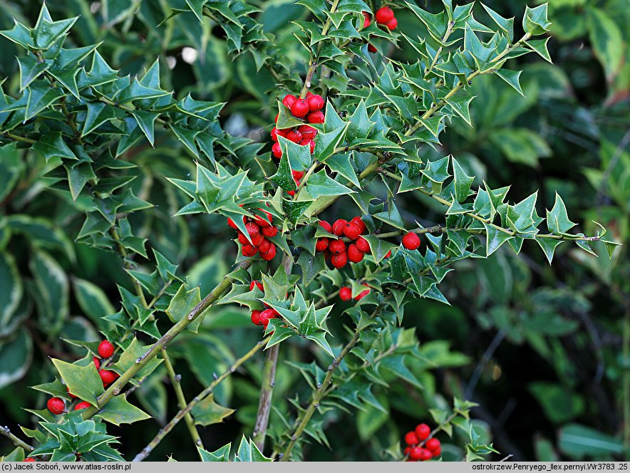 Ilex pernyi (ostrokrzew Perny'ego)