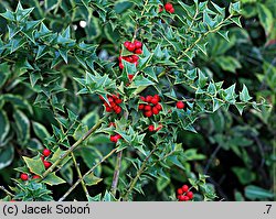 Ilex pernyi (ostrokrzew Perny'ego)