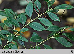 Ilex glabra (ostrokrzew gładki)