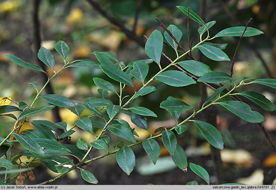 Ilex glabra (ostrokrzew gładki)