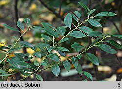 Ilex glabra (ostrokrzew gładki)