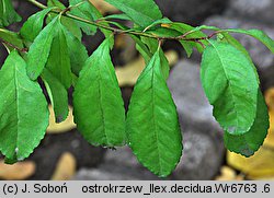 Ilex decidua