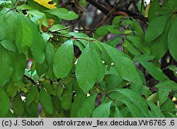 Ilex decidua