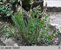 Oxytropis campestris (ostrołódka polna)