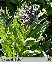 Cynoglossum officinale (ostrzeń pospolity)