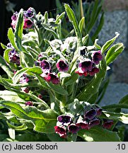 Cynoglossum officinale (ostrzeń pospolity)