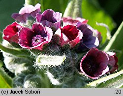 Cynoglossum officinale (ostrzeń pospolity)