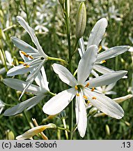 Anthericum liliago (pajęcznica liliowata)