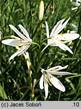 Anthericum liliago (pajęcznica liliowata)