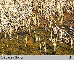 Typha latifolia (pałka szerokolistna)