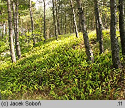 Polypodium vulgare (paprotka zwyczajna (s.l.))