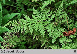 Cystopteris alpina (paprotnica królewska)