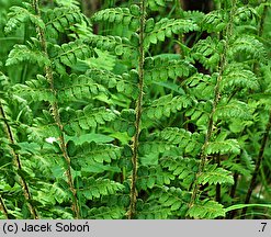 Polystichum braunii (paprotnik Brauna)