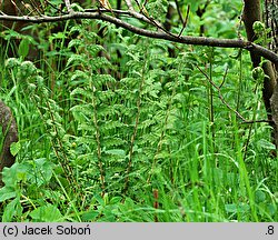 Polystichum braunii (paprotnik Brauna)