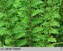 Polystichum braunii (paprotnik Brauna)