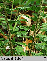 Polystichum braunii (paprotnik Brauna)