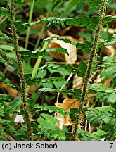 Polystichum braunii (paprotnik Brauna)