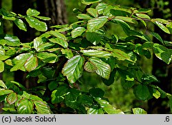 Parrotia persica (parrocja perska)