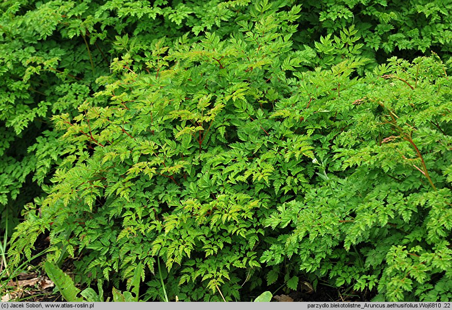 Aruncus aethusifolius (parzydło blekotolistne)