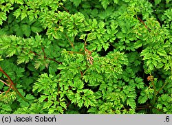 Aruncus aethusifolius (parzydło blekotolistne)