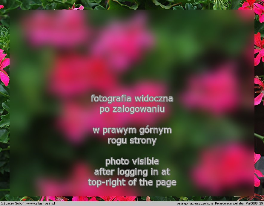 Pelargonium peltatum hort. (pelargonia bluszczolistna)