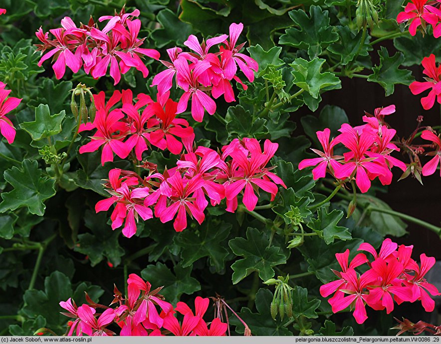 Pelargonium peltatum hort. (pelargonia bluszczolistna)