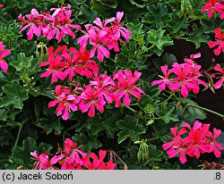 Pelargonium peltatum hort. (pelargonia bluszczolistna)