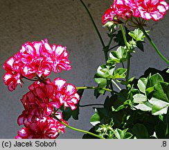 Pelargonium peltatum hort. (pelargonia bluszczolistna)