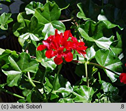 Pelargonium peltatum hort. (pelargonia bluszczolistna)