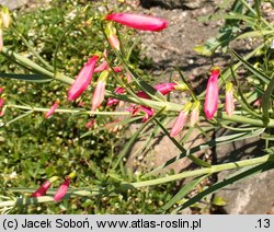 Penstemon barbatus