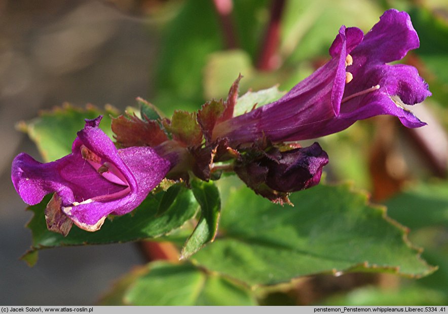 Penstemon whippleanus