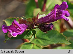 Penstemon whippleanus