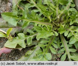 Crepis aurea