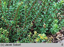 Gaultheria mucronata (pernecja chilijska)