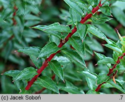 Gaultheria mucronata (pernecja chilijska)