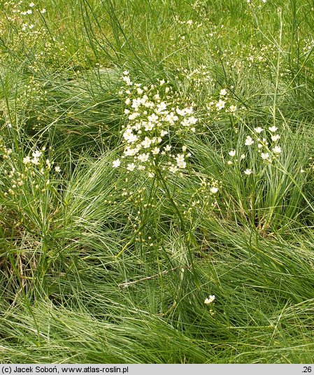 Arenaria graminifolia