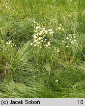 Arenaria graminifolia