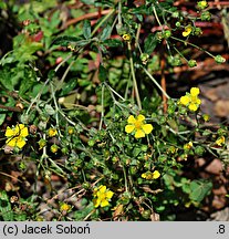 Potentilla nicicii