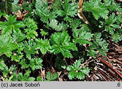 Potentilla nicicii