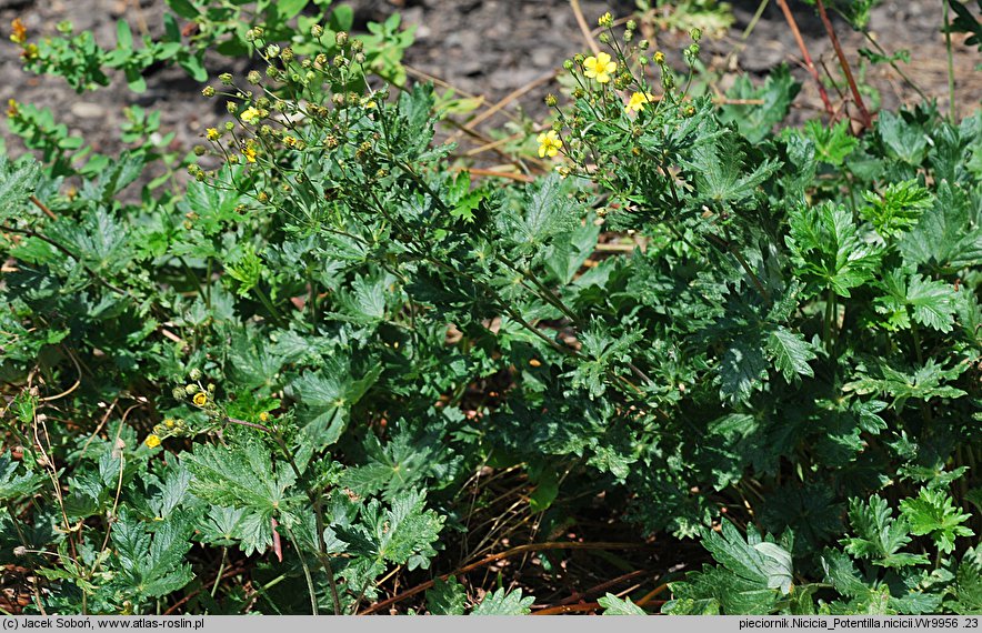 Potentilla nicicii