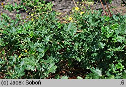 Potentilla nicicii