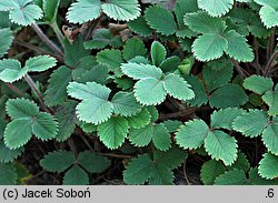 Potentilla micrantha (pięciornik drobnokwiatowy)