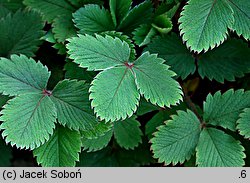 Potentilla micrantha (pięciornik drobnokwiatowy)