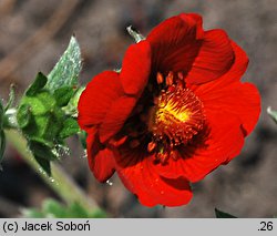 Potentilla atrosanguinea (pięciornik krwisty)