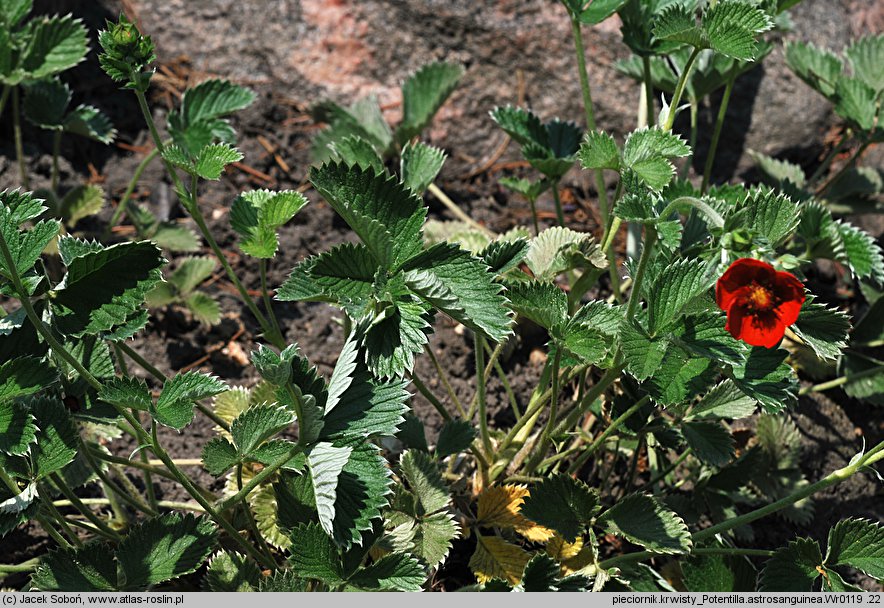 Potentilla atrosanguinea (pięciornik krwisty)