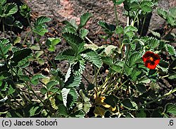 Potentilla atrosanguinea (pięciornik krwisty)