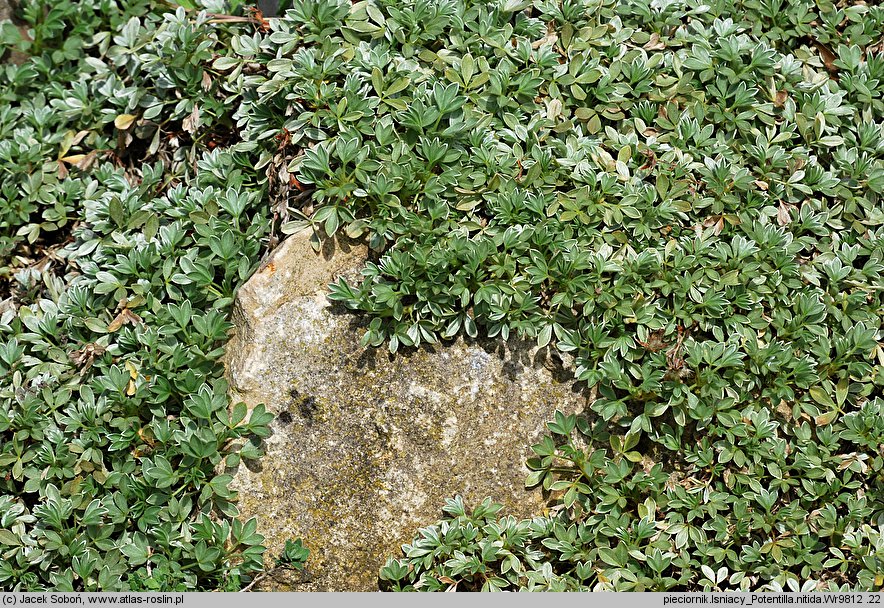 Potentilla nitida (pięciornik lśniący)